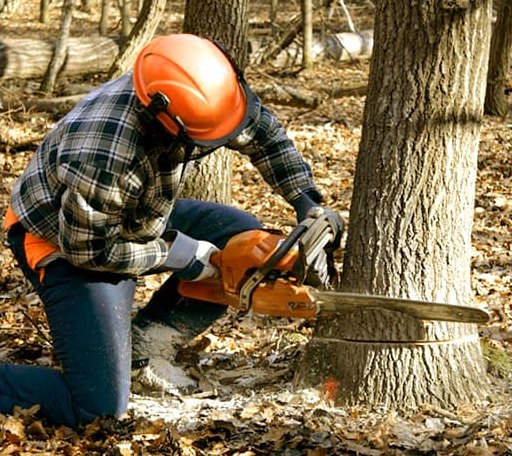 Tree Removal in Brooklyn, MS